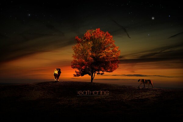 A lion and a lioness at sunset by a tree