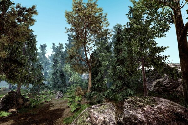 Coniferous forest with large stones