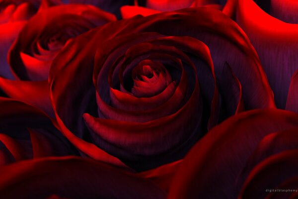 Molte rose rosse