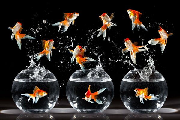 Goldfish dance in the aquarium