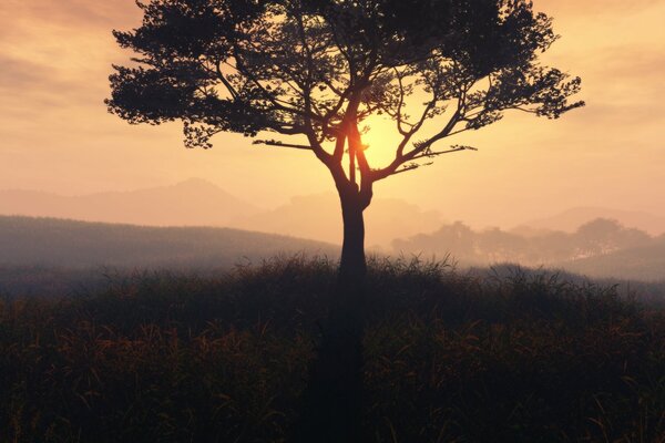 Árbol en el fondo de una puesta de sol