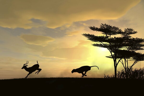 Cheetah chases roe deer at sunset