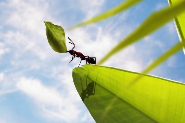 Eine Ameise auf einem Blatt hält ein Blatt. Jeder hat seine eigenen Siege