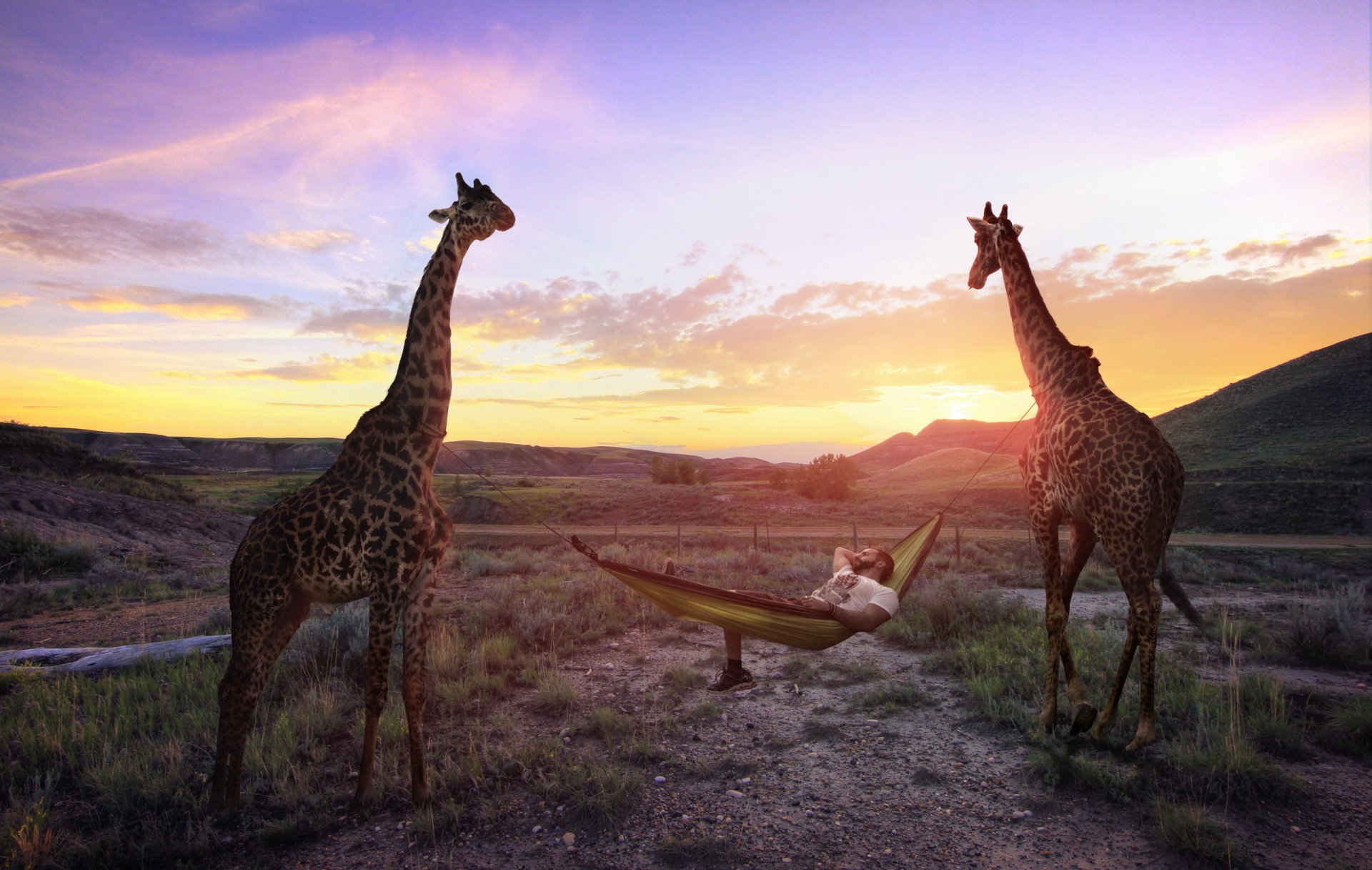 giraffes hammock sport