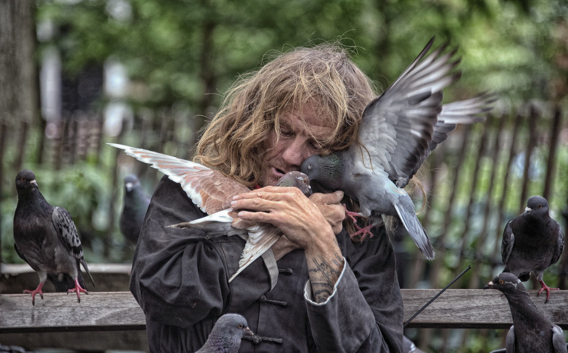 new york city obdachlos tauben vögel liebe