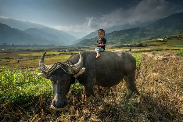 Asiatisches Kind reitet einen Stier