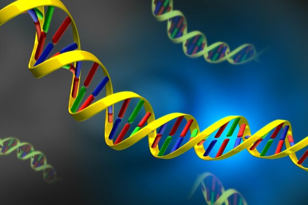 The structure of the dna cell. Image of Deoxyribonucleic Acid