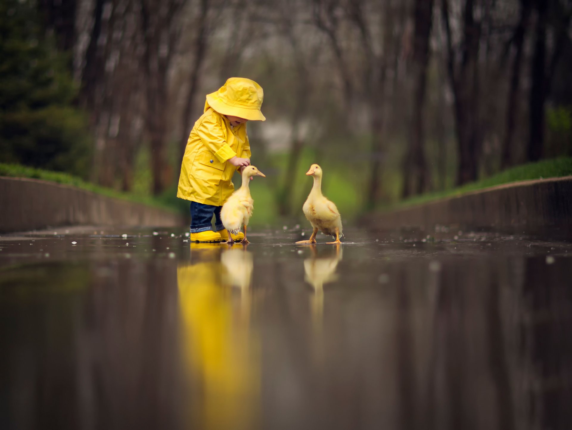 yellow raincoat birds goslings reflection