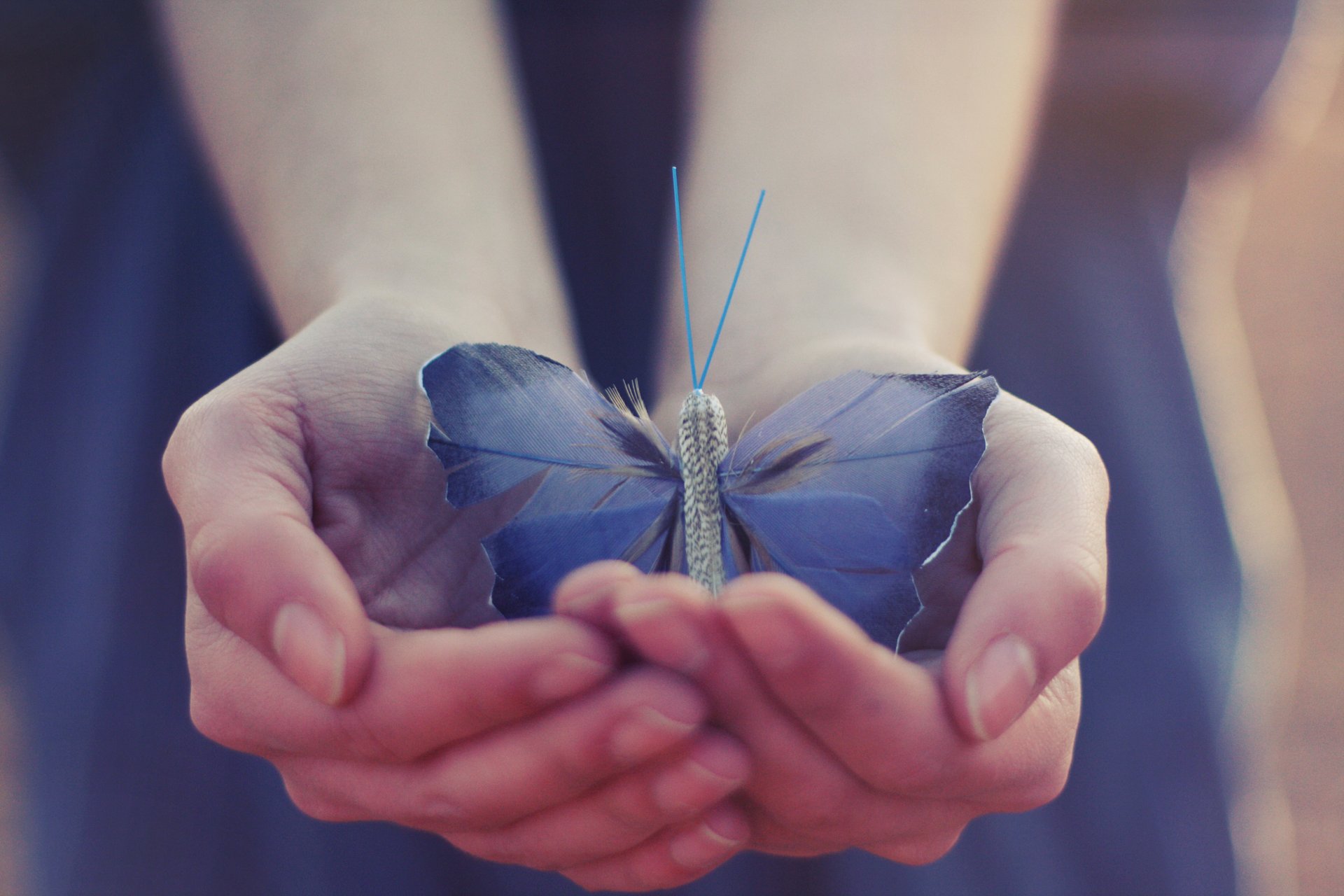 papillon les ailes les mains