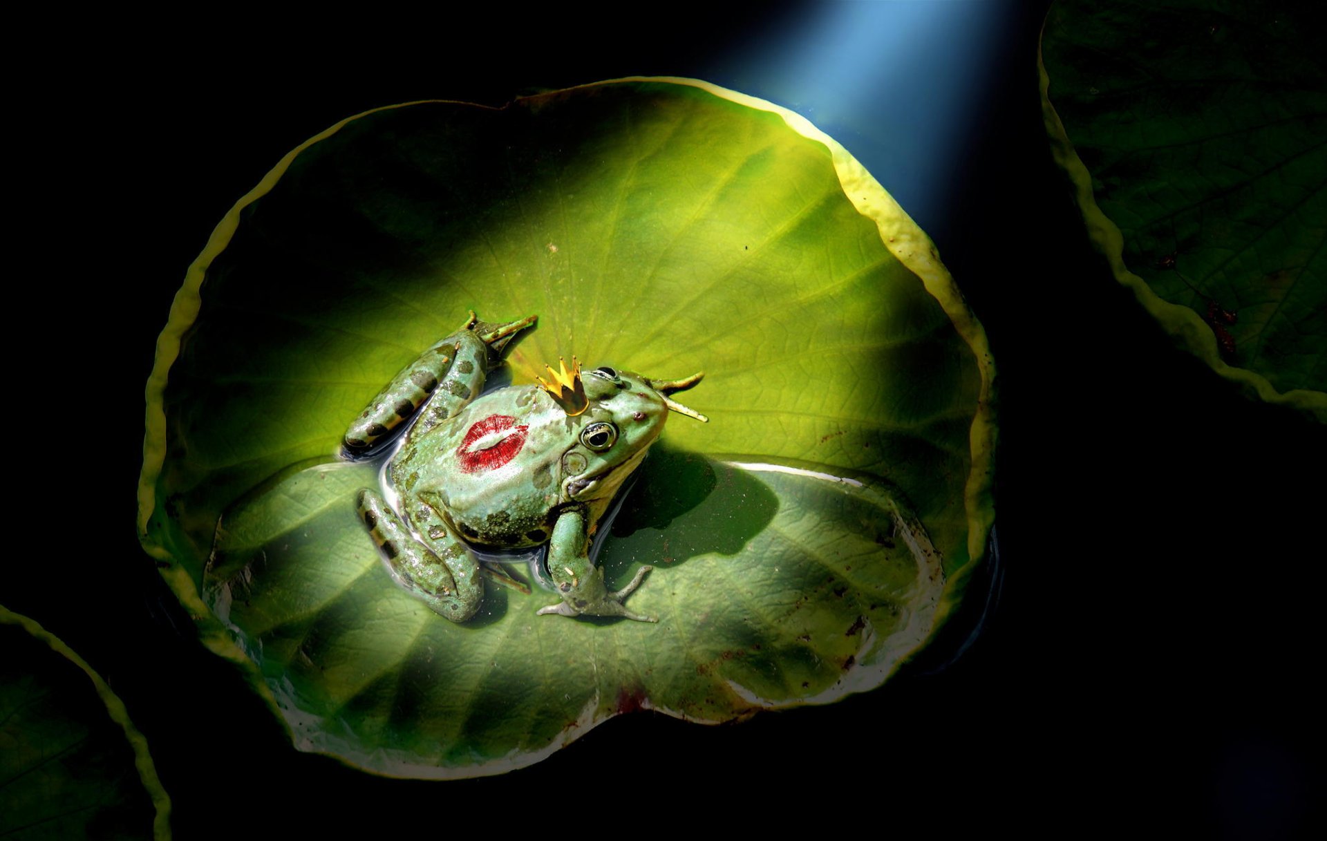 la princesse grenouille un baiser une couronne un lys