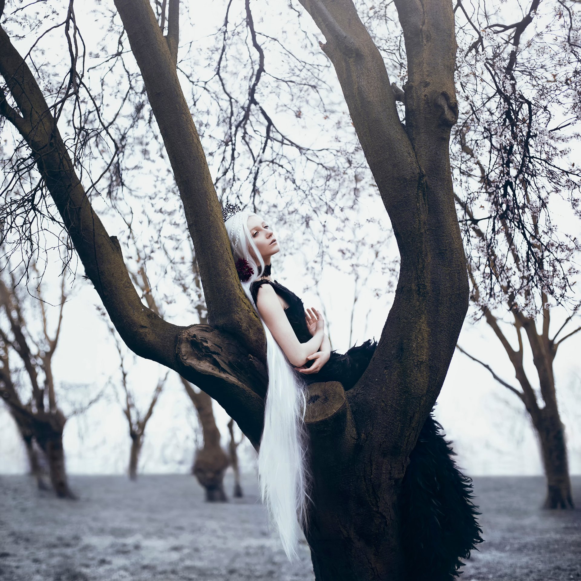 bella kotak mädchen lange weiße haare baum