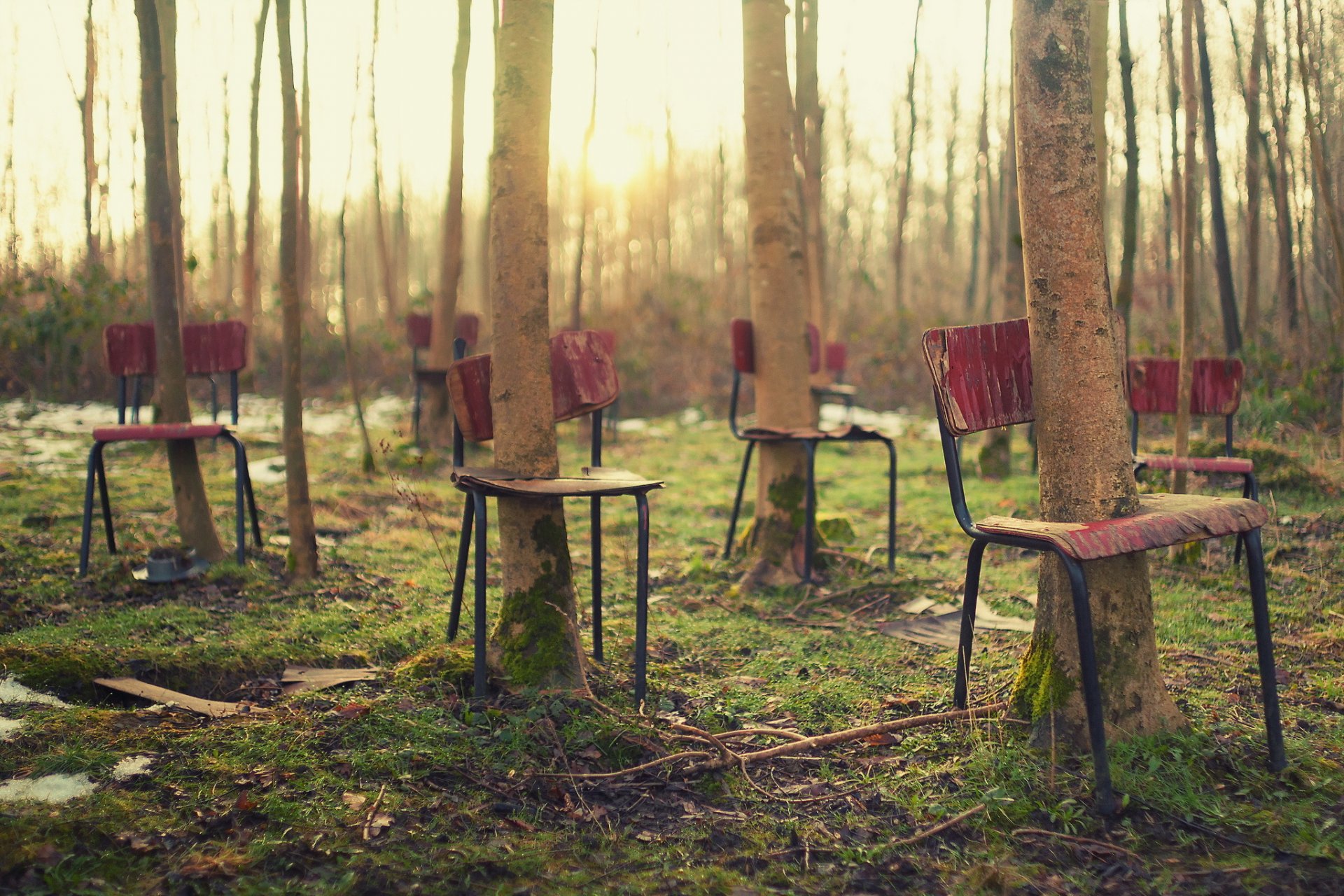 bäume stühle wald situation