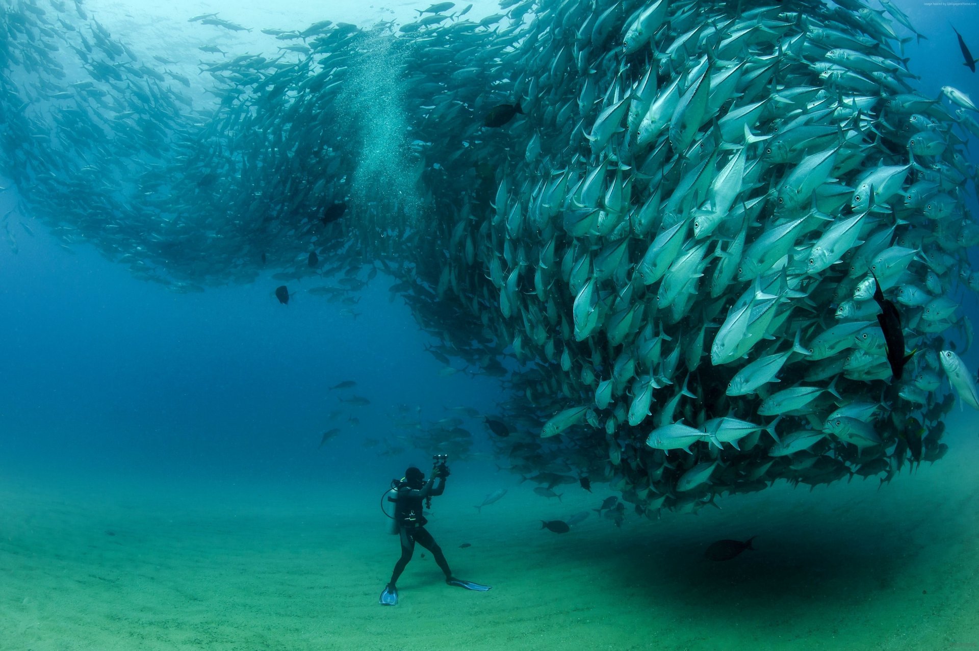 fish school article diver under water