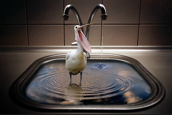 A pelican bird stands in a sink with water