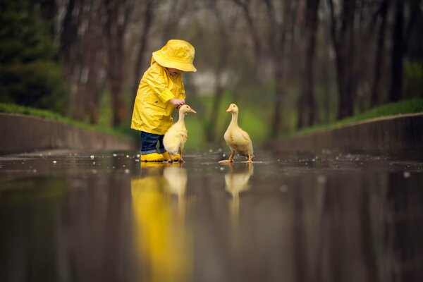 A child in a yellow raincoat with goslings