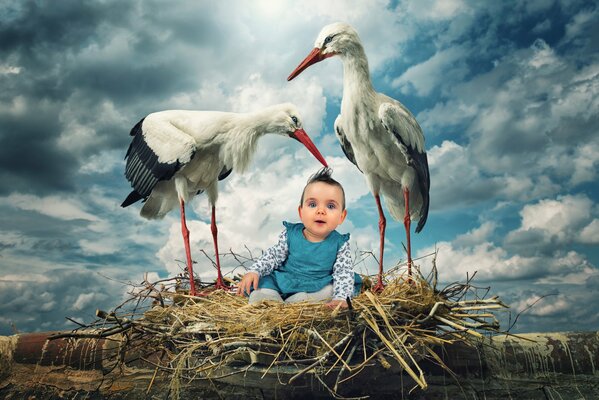 Two storks and a cute baby