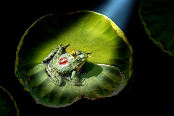 Froschprinzessin mit Krone auf Lilie