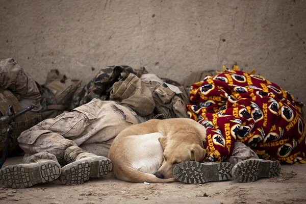 Soldati dormire cane bottino amico dell uomo anche lui dorme