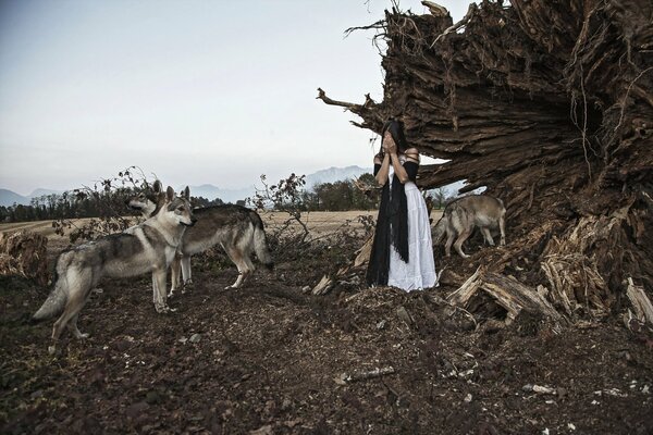 Una chica en una situación peligrosa con lobos