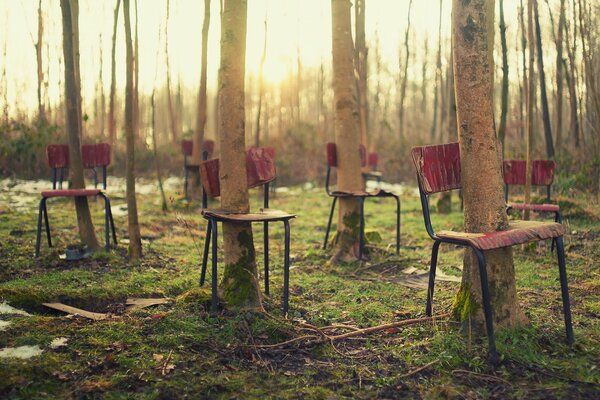 Chairs in the forest, from which trees grow through