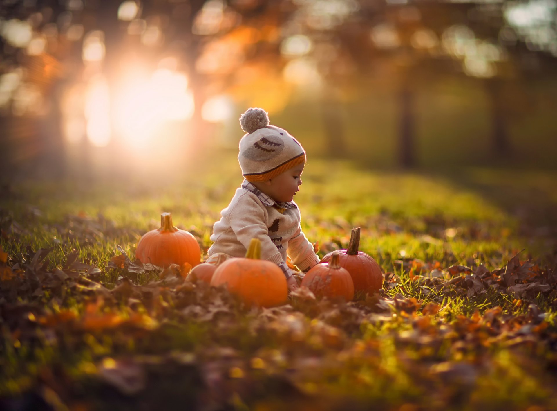 jesień dynie natura bokeh