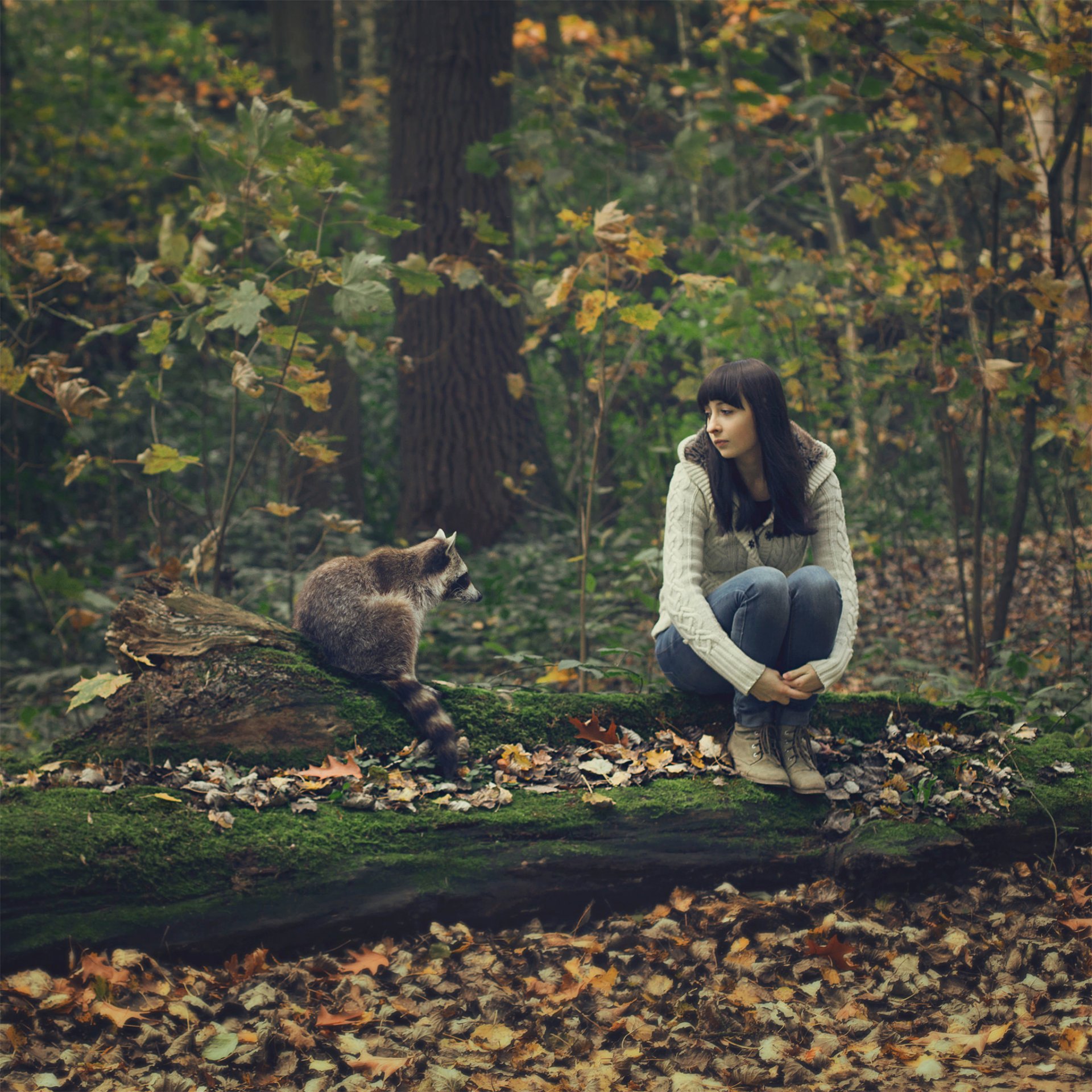 la société le raton laveur la fille de la forêt