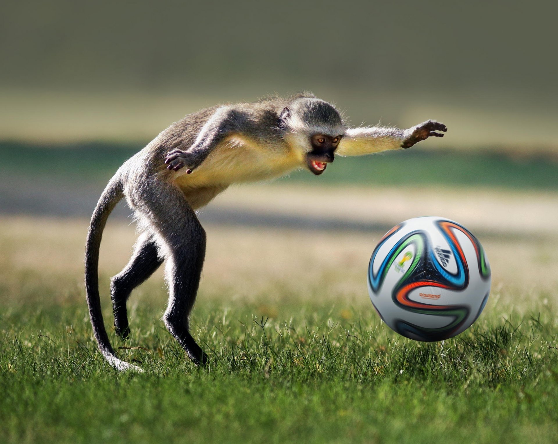 le singe le ballon le football le jeu l animal ball joue