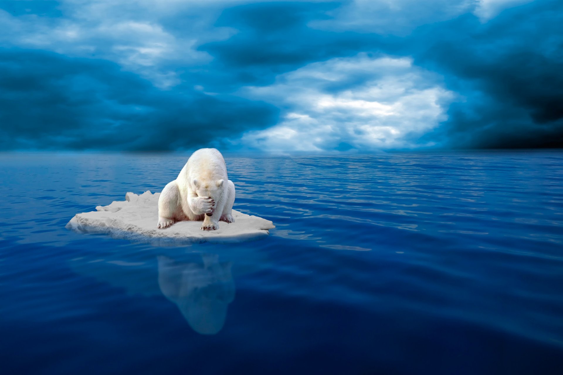 orso polare lastrone di ghiaccio disperazione