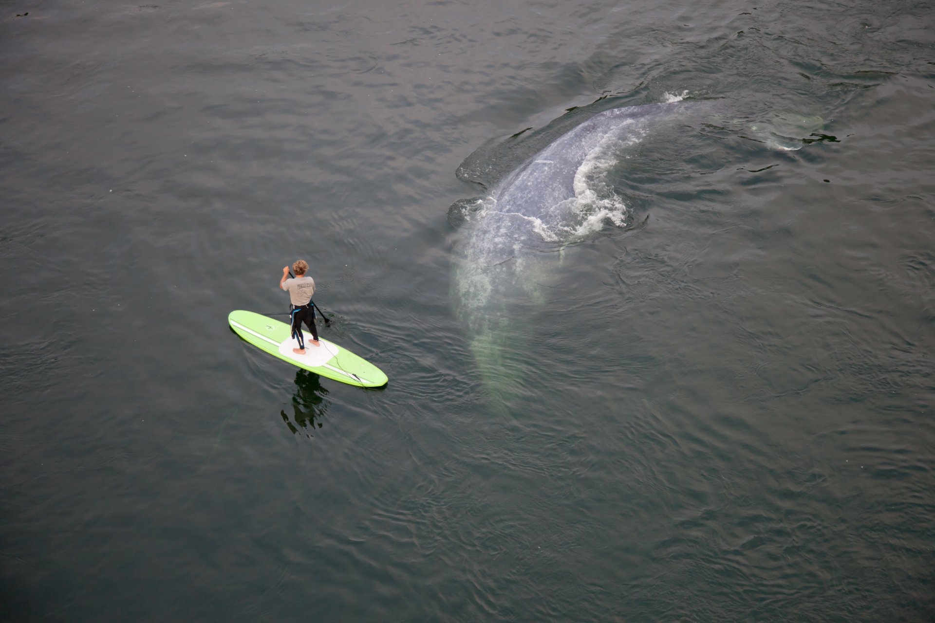 l océan un homme un athlète d un tableau la baleine la situation