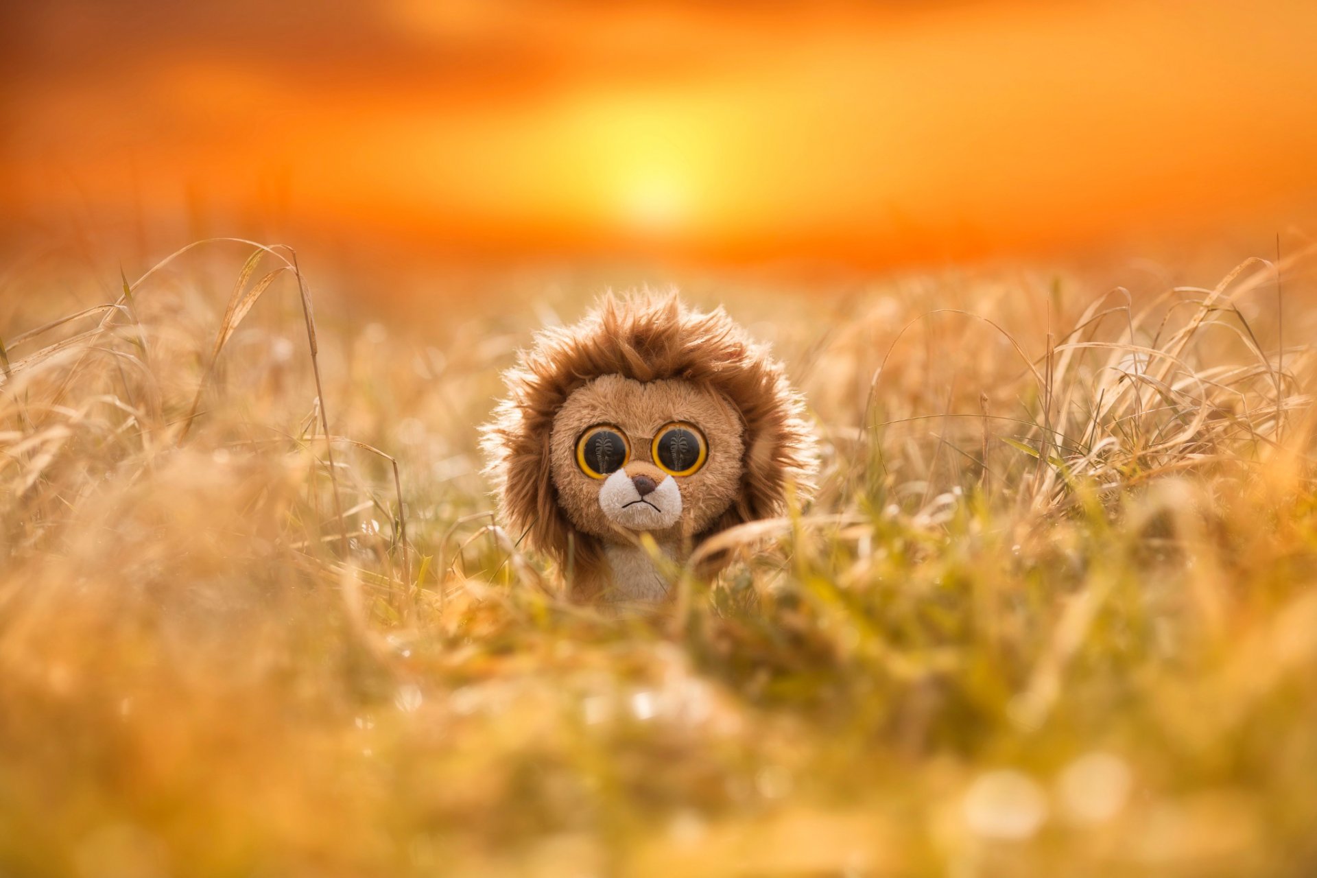 un jouet un lion les yeux la réflexion le zèbre l afrique