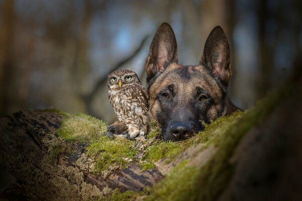 Le chien et le hibou meilleurs amis