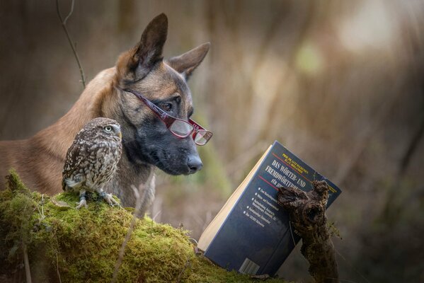 Owl and dog reading a book