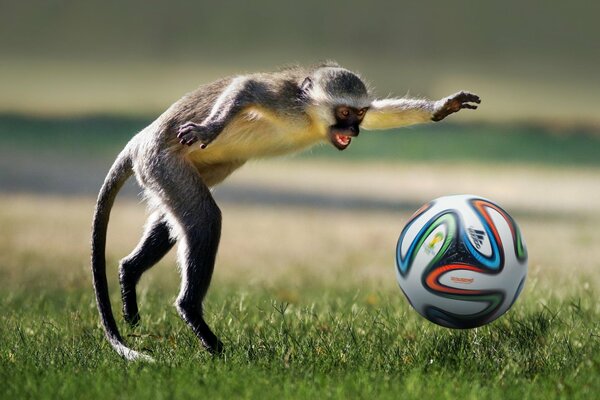 Monkeys also play football