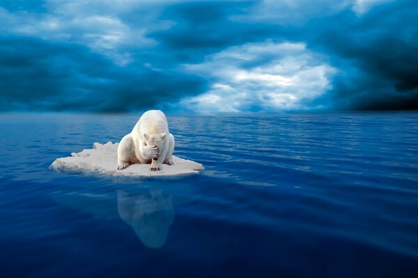 Oso polar desesperado en el hielo entre el océano