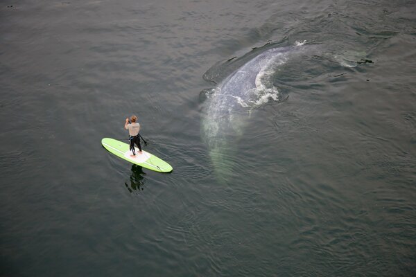 A man on a surfboard swims past a whale