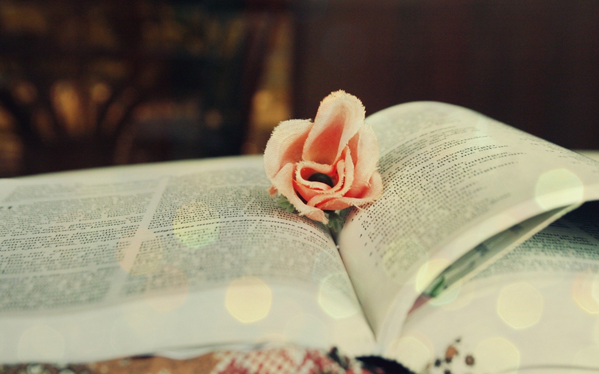 book flower reflections reading flowers mood close up