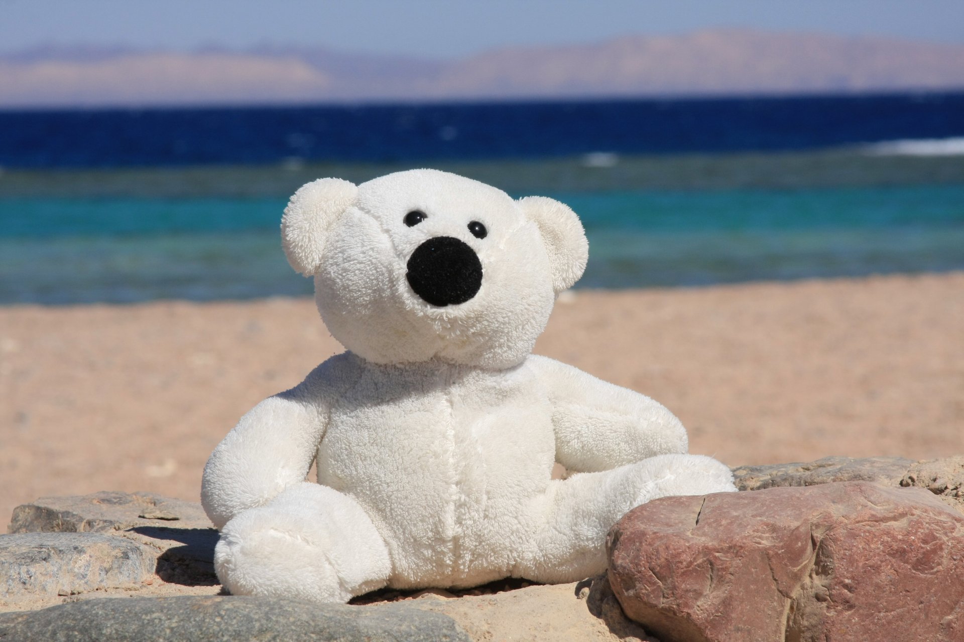 toys mood sea bear happiness summer beach