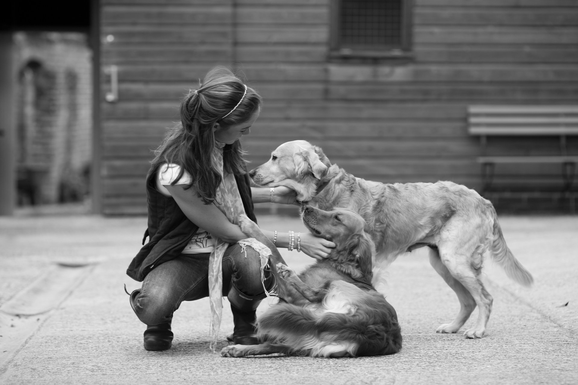 amitié noir et blanc fille jouer chiens amitié dévotion