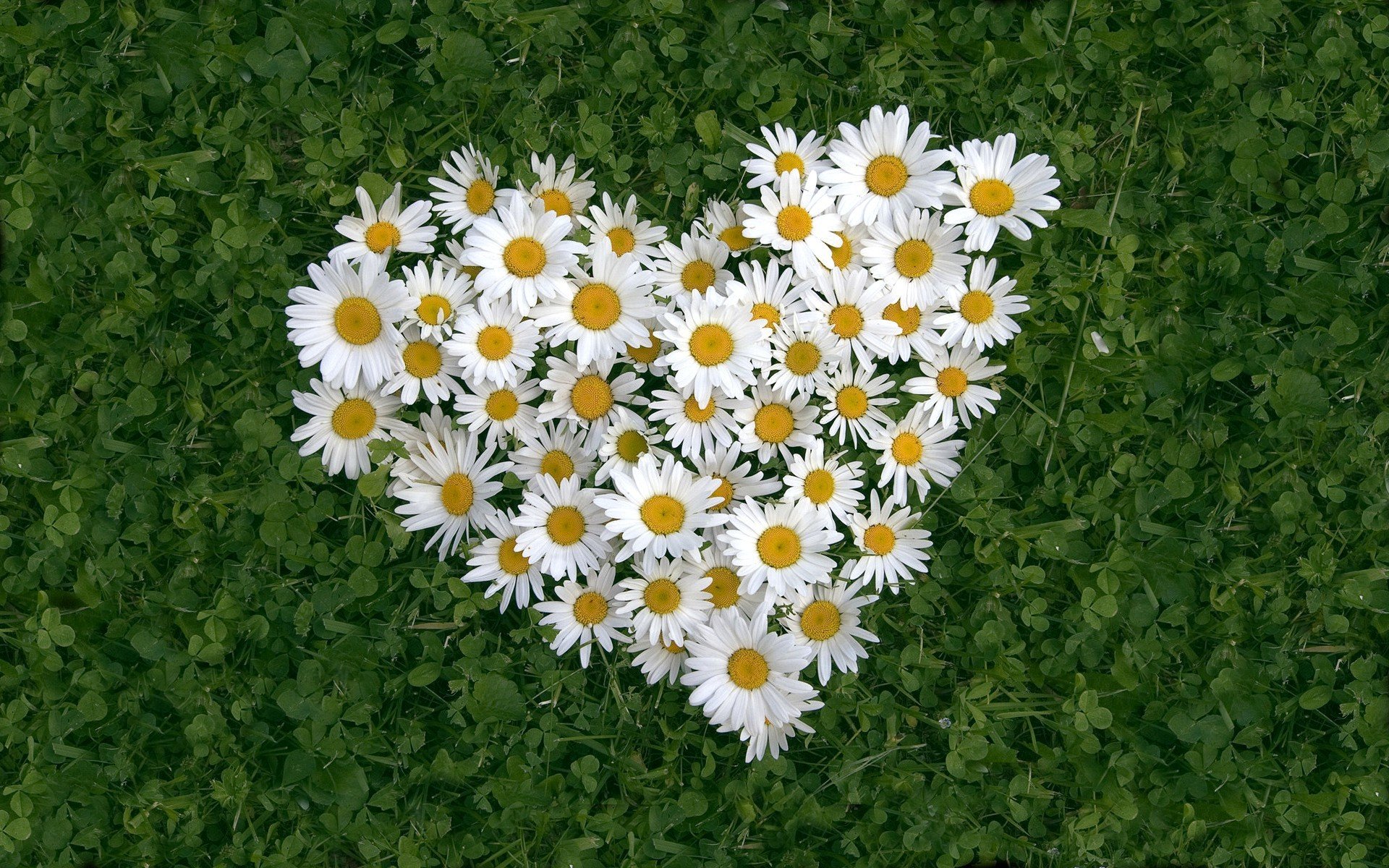 fond herbe feuilles fleurs blanc marguerites coeur