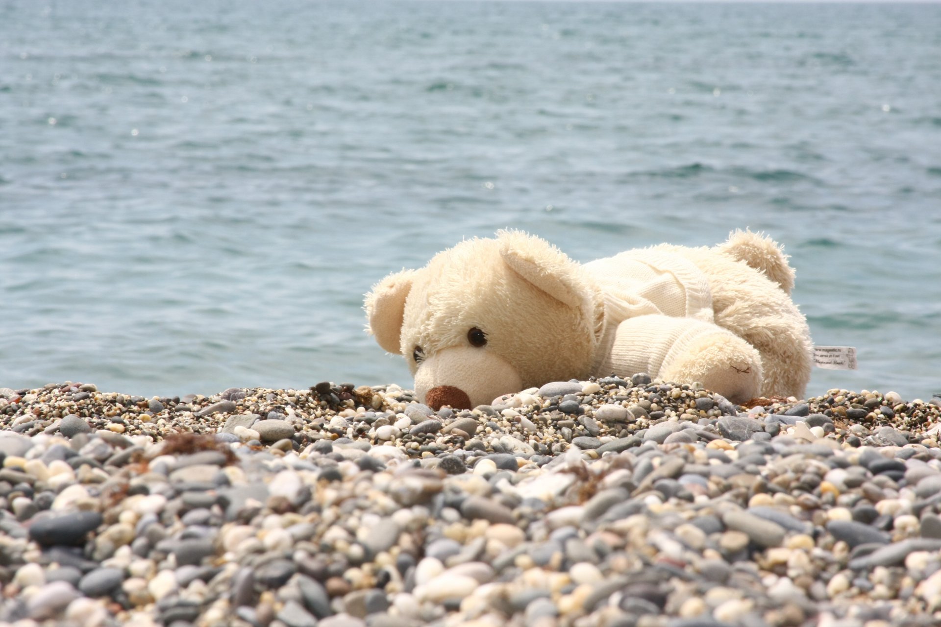 teddy bear animals beach sea pebbles mood happine