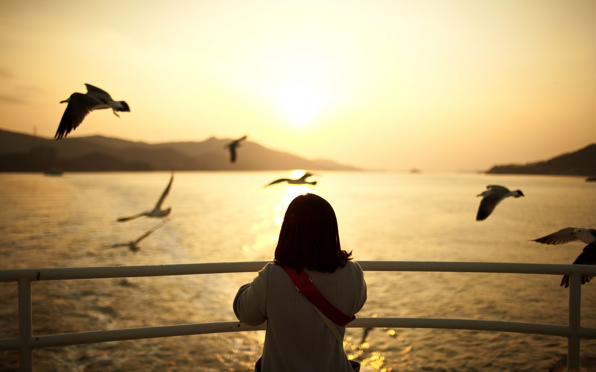 mood gulls night girl sunset water bird