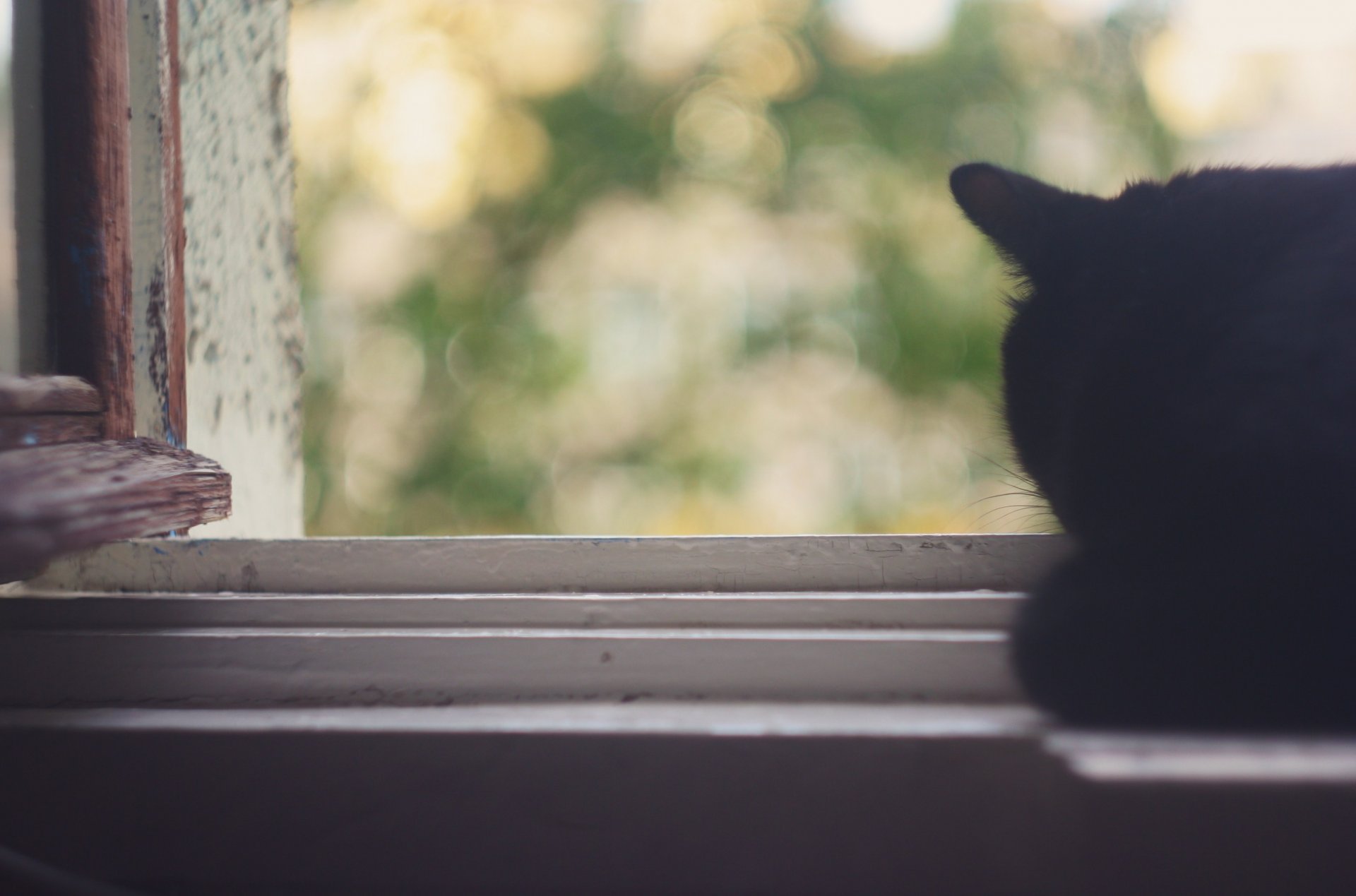 gatto estate finestra calore foglie bokeh tenerezza