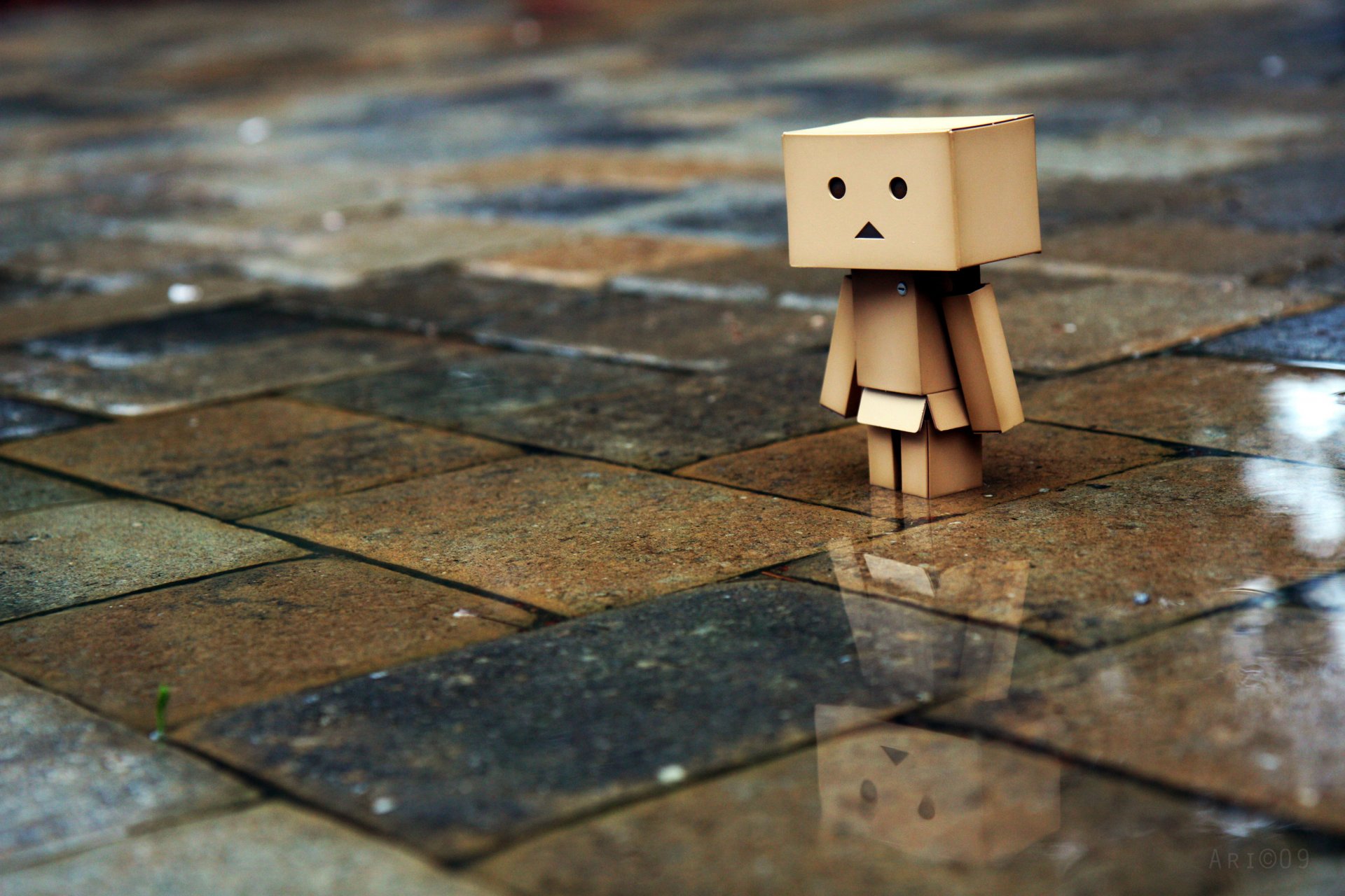 danbo caja caja hombre lluvia azulejo tristeza