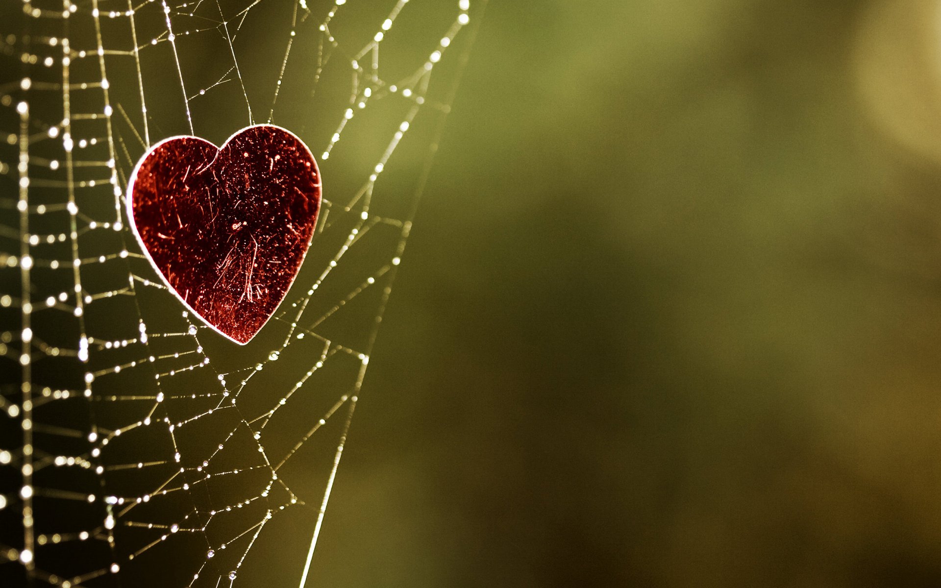 fond toile d araignée coeur