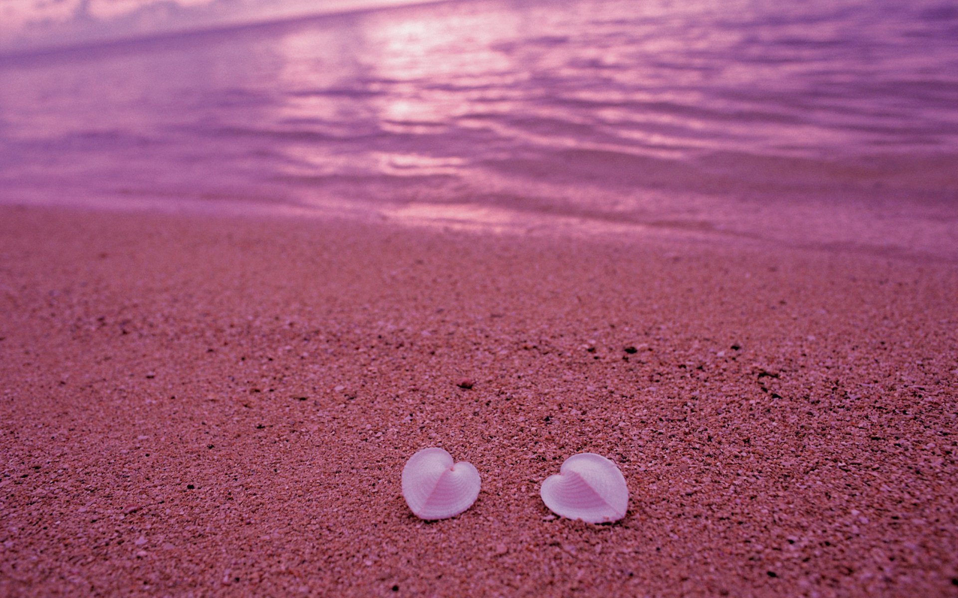 conchas amor corazón arena costa playa rosa