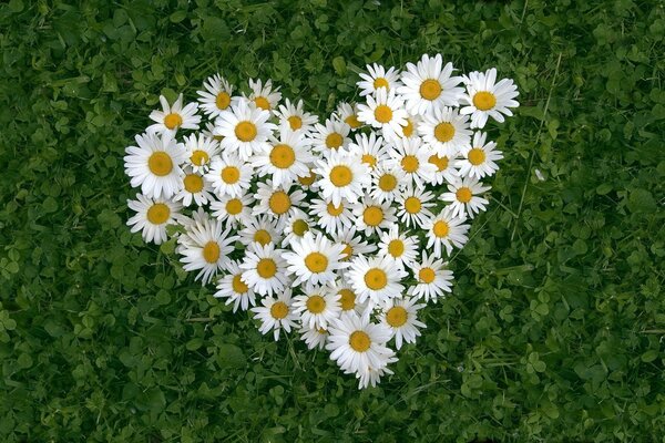 Heart of daisies on the grass