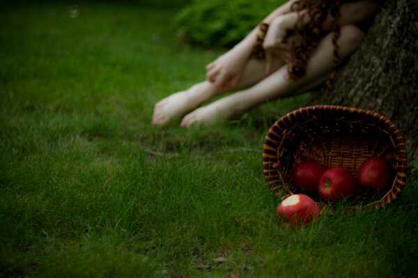 Fille avec panier et pommes sur l herbe