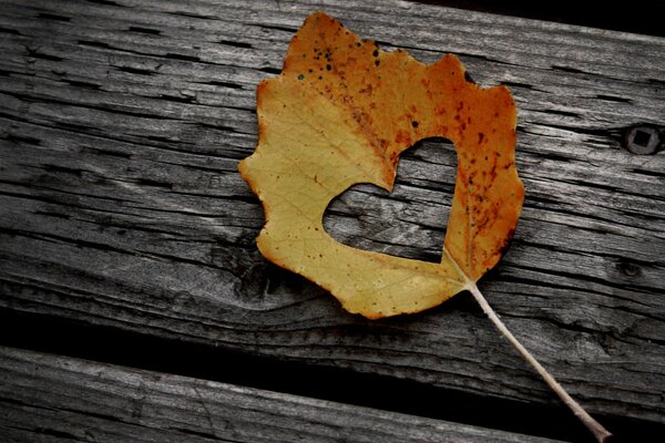 Foglia d autunno sullo sfondo di una panchina