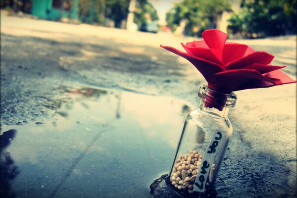 Fleur rouge dans une bouteille en verre