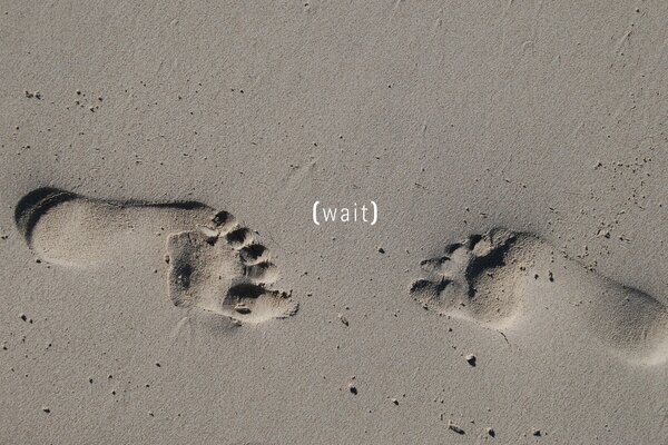 Encuentro de dos solitarios en la playa